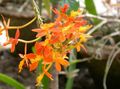 portocale Planta Erbacee Orhidee Butonieră fotografie și caracteristici