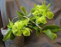 vihreä Ruohokasvi Napinläpi Orkidea kuva ja ominaisuudet