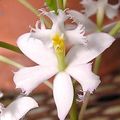hvítur Herbaceous Planta Hnappagat Orchid mynd og einkenni