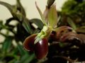 brūns Zālaugu Augs Pogcaurums Orhideja Foto un raksturlielumi
