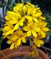 gul Urteaktig Plante Knapp Orkide Bilde og kjennetegn