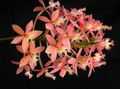 ピンク 草本植物 ボタン蘭 フォト と 特性
