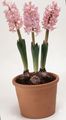 Интериорни растения Зюмбюл Цвете тревисто, Hyacinthus розов снимка