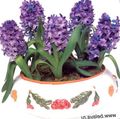 Plantas de Interior Jacinto Flor herbáceas, Hyacinthus púrpura Foto