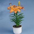Εσωτερικά φυτά Λίλιουμ λουλούδι ποώδη, Lilium πορτοκάλι φωτογραφία