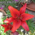 vermelho Planta Herbácea Lilium foto e características