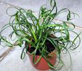 Vidinis augalai Margas Lelija Durpės žiedas žolinis augalas, Liriope alyvinis Nuotrauka