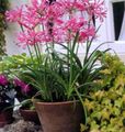 Innendørs Planter Guernsey Lilje Blomst urteaktig plante, Nerine rosa Bilde
