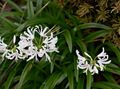 Εσωτερικά φυτά Γκέρνσεϊ Κρίνος λουλούδι ποώδη, Nerine λευκό φωτογραφία