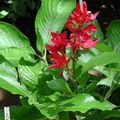 წითელი ბალახოვანი მცენარე Sanchezia, ცეცხლი თითების სურათი და მახასიათებლები