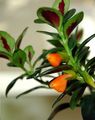 Vidinis augalai Hypocyrta, Sidabrinis Karosas Augalų žiedas oranžinis Nuotrauka