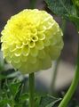 Εσωτερικά φυτά Ντάλια λουλούδι ποώδη, Dahlia κίτρινος φωτογραφία