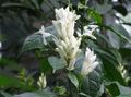 Topfpflanzen Weiße Kerzen, Whitefieldia, Withfieldia, Whitefeldia Blume sträucher, Whitfieldia weiß Foto