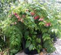 Topfpflanzen Rangunschlinger Blume liane, Quisqualis rot Foto