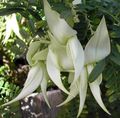 Kapalı bitkiler Istakoz Pençesi, Papağan Gaga çiçek otsu bir bitkidir, Clianthus beyaz fotoğraf