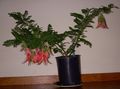 Le piante domestiche Aragosta Artiglio, Pappagallo Becco Fiore erbacee, Clianthus rosso foto