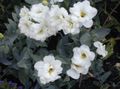 alb Planta Erbacee Texas Bluebell, Lisianthus, Gențiană Lalea fotografie și caracteristici