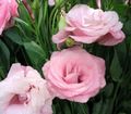 roze Kruidachtige Plant Texas Klokje, Lisianthus, Tulp Gentiaan foto en karakteristieken