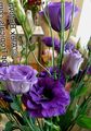 mørkeblå Urteagtige Plante Texas Bluebell, Lisianthus, Tulipan Ensian Foto og egenskaber