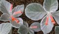Kapalı bitkiler Rechsteineria çiçek otsu bir bitkidir kırmızı fotoğraf