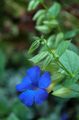 Plantas de Interior Black Eye Susan Flor cipó, Thunbergia alata luz azul foto