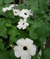 Интериорни растения Черни Очи Сюзън Цвете лиана, Thunbergia alata бял снимка