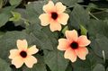 შიდა მცენარეები შავი თვალის Susan ყვავილების ლიანა, Thunbergia alata ვარდისფერი სურათი