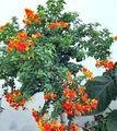 Εσωτερικά φυτά Μαρμελάδα Μπους, Πορτοκαλί Browallia, Firebush λουλούδι δέντρα, Streptosolen πορτοκάλι φωτογραφία