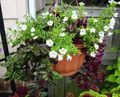 hvid Hængende Plante Wishbone Blomst, Ladys Tøffel, Blå Fløj Foto og egenskaber