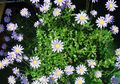 Topfpflanzen Blaues Gänseblümchen- Blume grasig, Felicia amelloides hellblau Foto