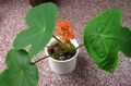 des plantes en pot Peregrina, Usine De La Goutte, La Rhubarbe Guatémaltèque Fleur herbeux, Jatropha rouge Photo