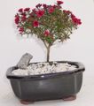 Кімнатні Рослини Лептоспермум Квітка чагарник, Leptospermum червоний Фото
