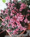 Topfpflanzen Neuseeland Teebaum Blume sträucher, Leptospermum rosa Foto