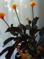oranžový Trávovitý Calathea, Zebra Rastlina, Páv Rastlina fotografie a vlastnosti