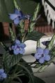 luz azul Arbusto Blue Sage, Blue Eranthemum foto e características