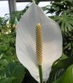 შიდა მცენარეები მშვიდობის ლილი ყვავილების ბალახოვანი მცენარე, Spathiphyllum თეთრი სურათი