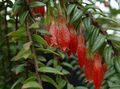 vermelho Pendurado Planta Agapetes foto e características