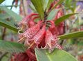 roza Ampelnye Agapetes fotografija in značilnosti