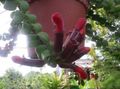 屋内植物 Agapetes フラワー ハンギングプラント 赤 フォト