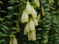 室内植物 Agapetes 花 吊厂 白 照