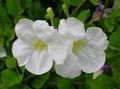 Topfpflanzen Asystasia Blume sträucher weiß Foto