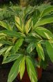 Kamerplanten Rode Gember, Shell Gember, Indian Gember Bloem kruidachtige plant, Alpinia wit foto