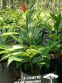 赤 草本植物 赤ショウガ、シェルジンジャー、インドジンジャー フォト と 特性