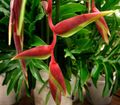 Topfpflanzen Karabiner,  Blume grasig, Heliconia rot Foto