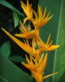 Szobanövények Homár Karom,  Virág lágyszárú növény, Heliconia sárga fénykép