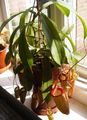 室内植物 猴竹壶 花 藤本植物, Nepenthes 红 照
