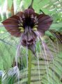 maro Planta Erbacee Cap Bat Crin, Floare Liliac, Floare Diavol fotografie și caracteristici