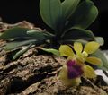des plantes en pot Haraella Fleur herbeux jaune Photo