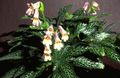 Kamerplanten Chirita Bloem kruidachtige plant roze foto