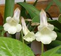 des plantes en pot Chirita Fleur herbeux blanc Photo